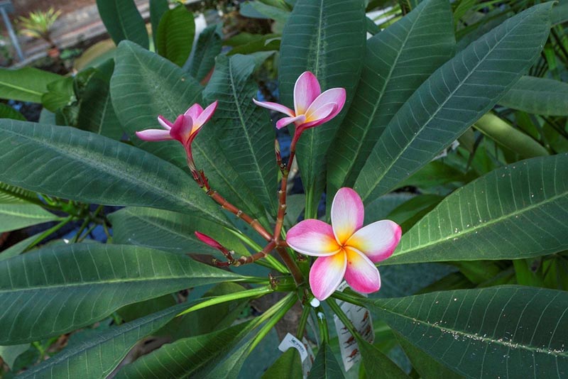 Botanische tuinen